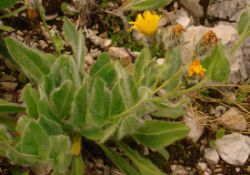 2013-08-18_Regina-F-Rau_Schachen_Blumen  (042).JPG